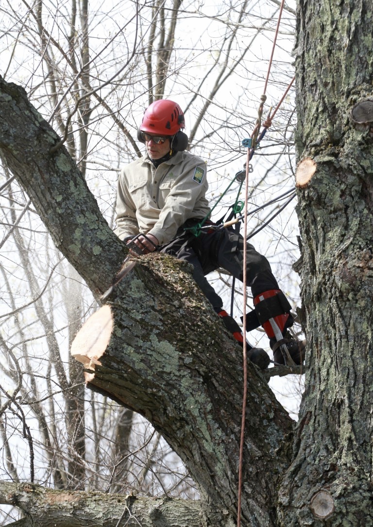 Lee Gilman cutting tree