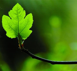 Leaf